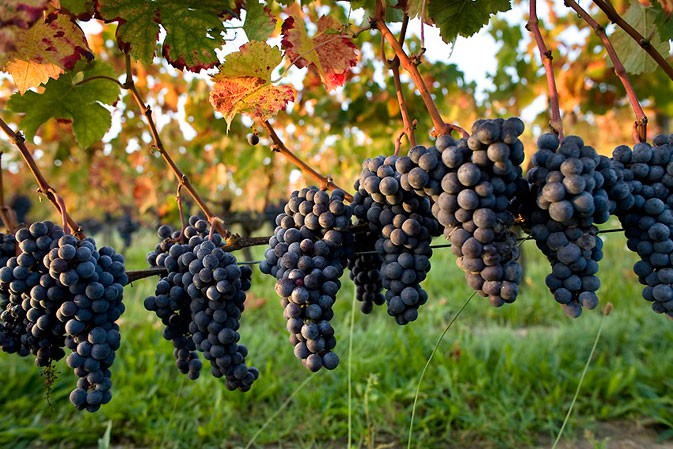 le vignoble de l'Hérault