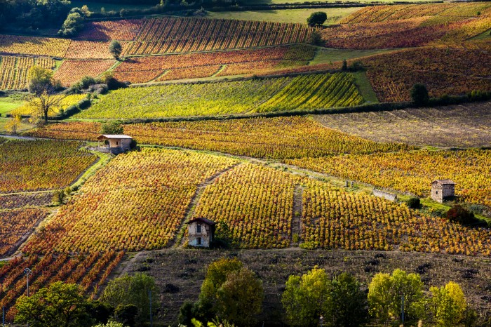 vignes de l'arrière pays Héraultais